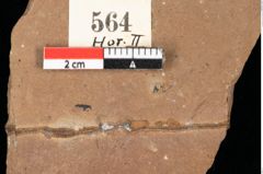 Foto (Detailansicht) von Myrica lignitum Unger (NHMW-GEO-2024-0188-0564)